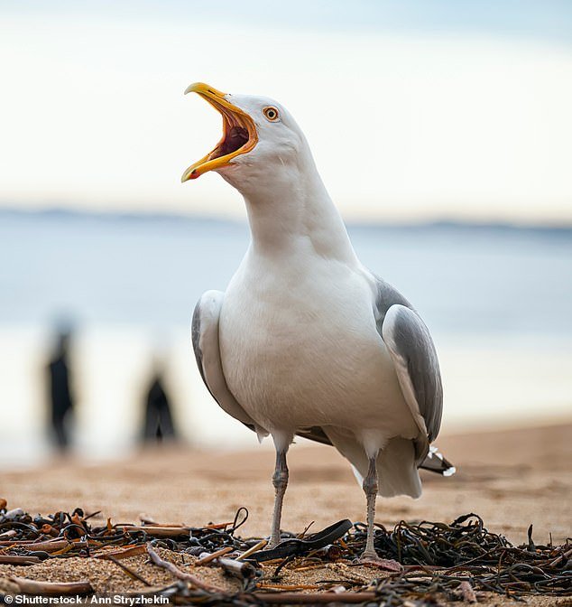 102228131-15108573-Swooping_gull_attacks_on_the_public_have_increased-a-48_1758140825451.jpg