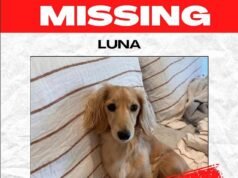 El dueño de un perro devastado contrata a un detective de animales después de que la pequeña perro salchicha Luna desapareciera: «Ella es mi hija»