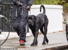 La sorprendente verdad sobre el mastín gigante que luchó contra el hijo de la Reina mientras este destrozaba a su Jack Russell Maud