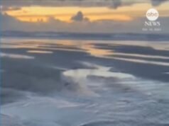 MIRAR: Una mujer salva a un tiburón bebé varado en una playa de Oregón