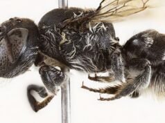 Una nueva abeja “Lucifer” descubierta en Australia