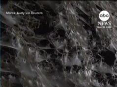 MIRAR: La enorme telaraña en la frontera entre Grecia y Albania podría ser la más grande del mundo