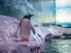 Las condiciones de vida de los pingüinos en el Acuario de Londres provocan una fría respuesta de los manifestantes
