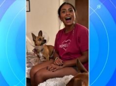 MIRAR: Momento viral de un chihuahua que escucha español le ayuda a encontrar un hogar