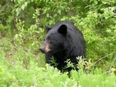 Japón permite a la policía disparar a los osos