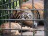 Emocionante por los tigres de Ragunan, sus colas delgadas y la comida traída a casa por los oficiales, el gobernador Pramono revela los hechos