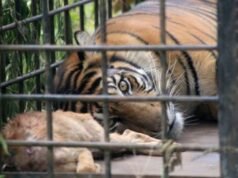 Emocionante por los tigres de Ragunan, sus colas delgadas y la comida traída a casa por los oficiales, el gobernador Pramono revela los hechos