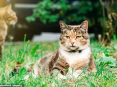 Padre lleva disputa sobre excrementos de gatos del vecindario al Tribunal Superior