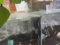 Potente terremoto de magnitud 7,6 sacude Japón