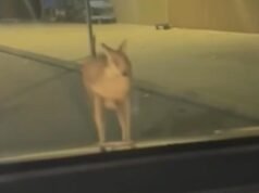 MIRAR: La fuga de Stray Wallaby termina en Walmart