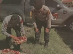 Cuando el perro K9 Reno fue enterrado oficialmente, resulta que murió mientras estaba de servicio durante el desastre de Sumatra Occidental.