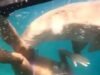 Un tiburón ataca a una buceadora y la deja con heridas horribles mientras practicaba snorkel en Brasil