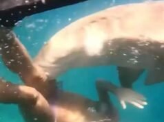 Un tiburón ataca a una buceadora y la deja con heridas horribles mientras practicaba snorkel en Brasil