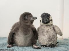 Un raro pingüino llamado Henry, nacido en el Acuario de Dorset, recibe un juguete de peluche para que le haga compañía hasta que llegue su hermano.