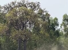 ¡Ahora no, amigo! Elefante se vuelve loco y destruye vehículos después de ser interrumpido durante el sexo