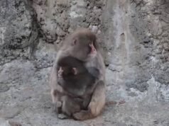 La marea está cambiando para el pequeño mono abandonado Punch que no tenía a nadie a quien amar excepto a su juguete de peluche… cuando finalmente es aceptado en la familia.
