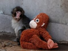 Triste verdad sobre Monkey Punch: se convirtió en una sensación viral. FRED KELLY ahora cuenta por qué fue rechazado por su madre, la historia del animal de peluche del que no podemos separarnos… y qué hay detrás de los horribles ataques de su tropa.