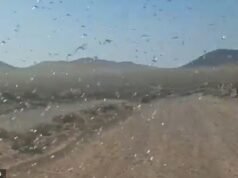 Horrible enjambre de langostas azota las islas turísticas españolas y las autoridades aconsejan a los turistas