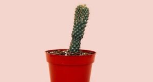 A medida que envejecemos, los cambios en estos órganos íntimos pueden indicar problemas