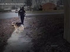 MIRAR: Lassie de la vida real ayuda a encontrar al niño desaparecido