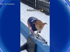 MIRAR: Los perros se enfrentan a los Juegos de Invierno