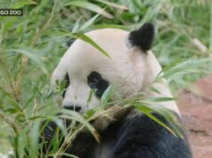 MIRAR: Explorando las delicias del Zoológico de San Diego