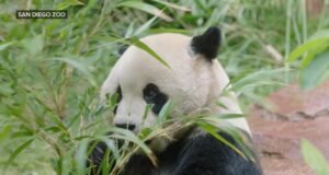 MIRAR: Explorando las delicias del Zoológico de San Diego