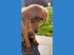 MIRAR: Cachorro de Golden Retriever desconcertado por una mariposa posada en su rostro
