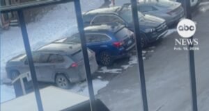 MIRAR: Conductor de UPS aterrorizado por pavos salvajes en Connecticut