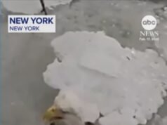 MIRAR: La policía de la ciudad de Nueva York rescata al águila calva del helado río Hudson
