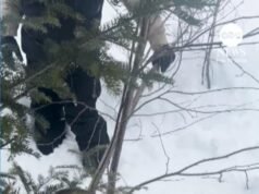 MIRAR: Motonieves rescatan a un alce de un profundo banco de nieve