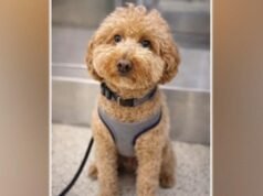 MIRAR: Perro abandonado en el aeropuerto encuentra un hogar para siempre