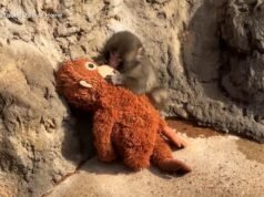 MIRAR: Conoce a Punch the Monkey