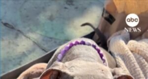 Perro con una enfermedad terminal llamado ‘Gracie’ obtiene el ‘mejor último día de su vida’