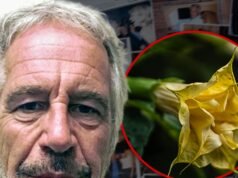 Los correos electrónicos de Jeffrey Epstein hacen referencia a las plantas tóxicas ‘drogas zombis’ que guardaba