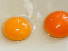 Cuidado, consumir huevos sin yemas puede provocar intoxicación alimentaria