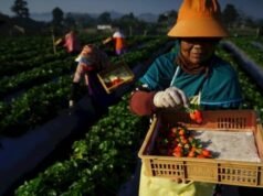 BRI desembolsa 178 billones de rupias de KUR en 2025 y fortalece a las mipymes y la seguridad alimentaria nacional