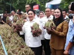 Las exportaciones de cebolla Brebes podrían convertirse en un modelo nacional