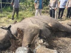 Bebé elefante muerto avistado en el Parque Nacional Tesso Nilo, la policía interviene para investigar la causa