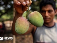 ¿Cómo modernizar el cultivo de mango?