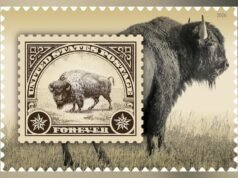MIRAR: El próximo sello postal de EE. UU. presenta un bisonte de Yellowstone